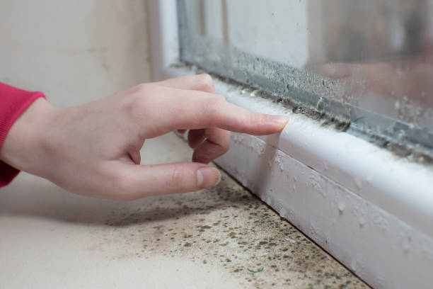 Best Mold Damage Restoration  in Dublin, GA
